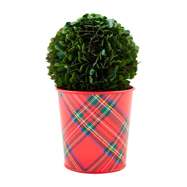 Boxwood Tartan Pots