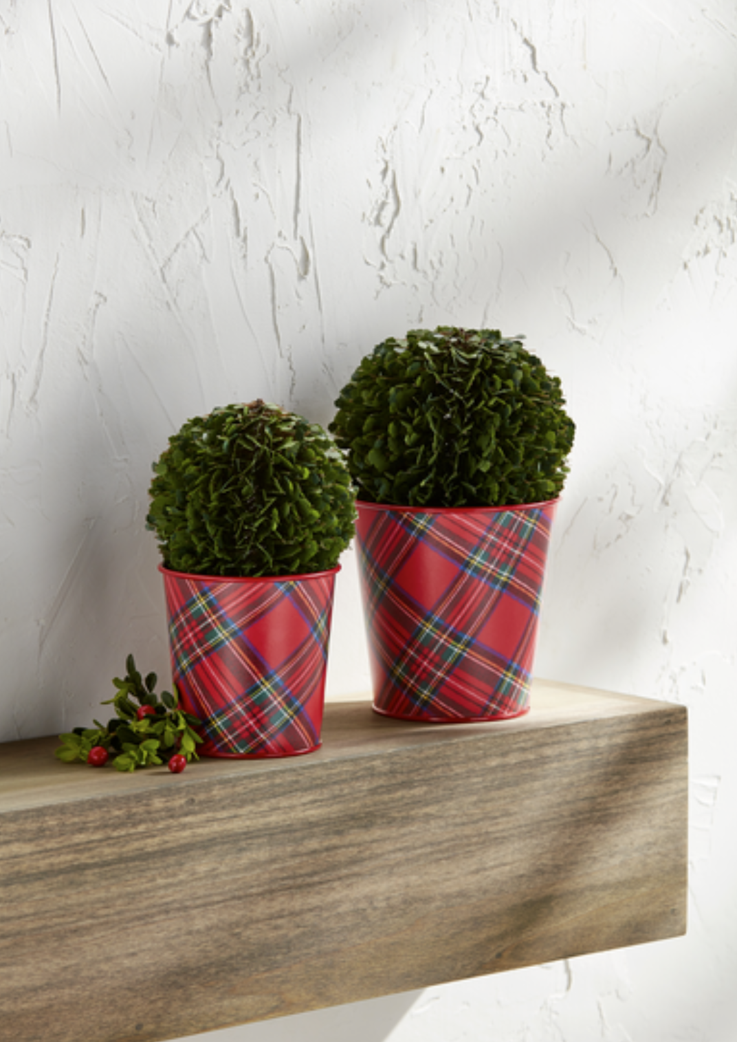 Boxwood Tartan Pots